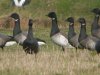 Pale-bellied Brent Goose at Fleet Head (Steve Arlow) (78220 bytes)